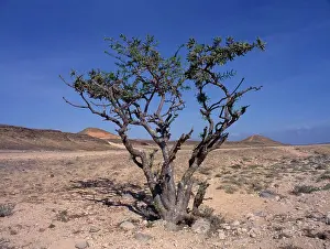 Arabic Prints: Uae, Oman, Mugsail, Frankincense Tree (Boswellia Sacra) In Desert Area Near Salalah