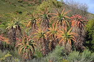 Blooms Prints: Uitenhage Aloe (Aloe africana) flowering, group in habitat, South Africa