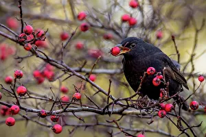 Twig Prints: UK, England, Blackbird Male (Turdus mercula) eating Hawthorn berries