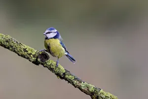 Lichen Prints: UK, England, Blue Tit (purus caeruleus) on lichen branch