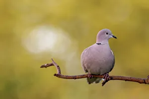 Perch Prints: UK, England, Collared Dove (Streptopelia decaocto) on perch