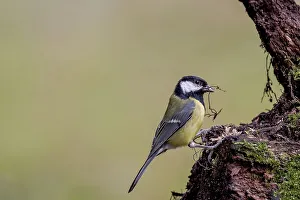 Great Tit Prints: UK, England, Great Tit (Parus major) feeding off tree stump