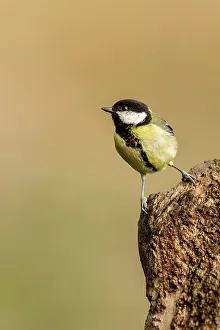 Great Tit Prints: UK, England, Great Tit (Parus major) perching on tree stump