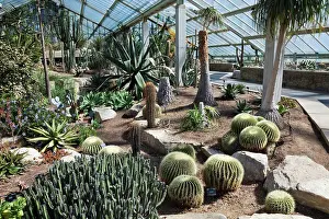 Variety Prints: UK, England, London, Richmond, Kew Gardens, Princess of Wales Conservatory, Cactus