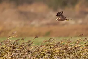Reeds Prints: UK, England, Marsh Harrier (Circus aeruginosus) female flying over reedbed