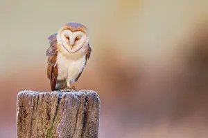 Tyto Alba Prints: UK, England, Norfolk, Barn Owl (Tyto Alba) sleeping on post frosty morning
