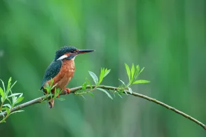Willow Prints: UK, England, Norfolk, Common Kingfisher (Alcedo athis) adult female on willow branch