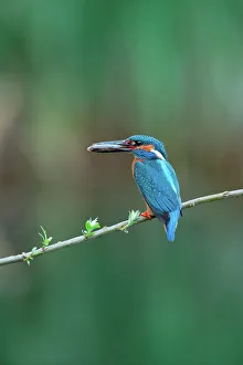 UK, England, Norfolk, Common Kingfisher (Alcedo athis) adult male with fish prey on willow branch
