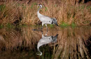 Wading Prints: UK, England, Norfolk, Eurasian Crane (Grus grus) adult wading