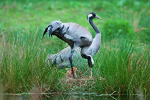Eurasian Crane Prints: UK, England, Norfolk, Eurasian Crane (Grus grus) breeding pair at nest with chick