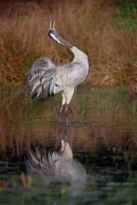 Eurasian Crane Prints: UK, England, Norfolk, Eurasian Crane (Grus grus) calling