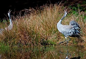 Courting Prints: UK, England, Norfolk, Eurasian Crane (Grus grus) pair courting
