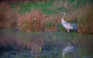 Wading Prints: UK, England, Norfolk, Eurasian Crane (Grus grus) wading in pond