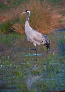 Wading Prints: UK, England, Norfolk, Eurasian Crane (Grus grus) wading in pond