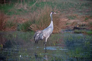 Wading Prints: UK, England, Norfolk, Eurasian Crane (Grus grus) wading in pond