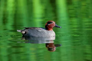 UK, England, Norfolk, Eurasian Teal (anas crecca) drake in breeding plumage swimming