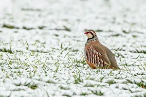 Looking Over The Shoulder Prints: UK, England, Norfolk, Red- Legged Partridge (Alectoris rufa) sitting in snowy field