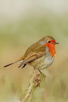 Robin Prints: UK, England, Norfolk, Robin (European Eritharcus rubercula) in isolation on perch