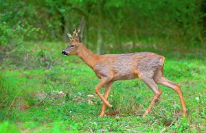 Roe Deer Prints: UK, England, Norfolk, Roe Deer (Capreolus capreolus) male running