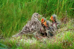 Four Animals Prints: UK, England, Norfolk, Skylark (Alauda arvensis) adult at nest with young