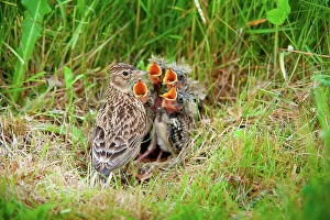 Four Animals Prints: UK, England, Norfolk, Skylark (Alauda arvensis) adult at nest with young