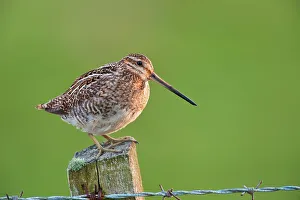 Barbed Wire Prints: UK, England, Norfolk, Snipe (gallinago gallinago) standing on fence post