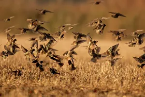 Conformity Prints: UK, England, Norfolk, Starlings (Sturnus vulgaris) flocking over field