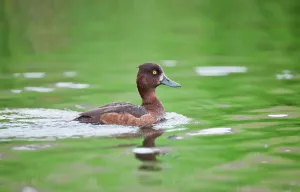UK, England, Norfolk, Tufted duck (Aythya fuligula) female swimming