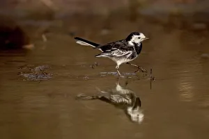 Wading Prints: UK, England, Pied Wagtail (Motacilla alba) reflection in water pool