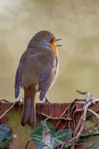 Robin Prints: UK, England, Robin (European Eritharcus rubercula) singing