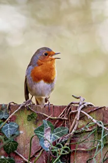 UK, England, Robin European (Eritharcus rubercula) singing on fence
