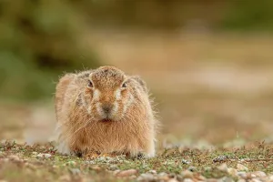 Suffolk Prints: UK, England, Suffolk, Brown European Hare (Lepus europaeus) relaxed and sitting