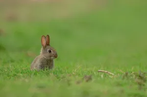 Green Background Prints: UK, Norfolk, Baby rabbit (Oryctolagus cuniculus) sitting on grass