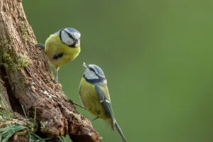 Green Background Prints: UK, Norfolk, Blue Tit (Purus caeruleus) male feeding female on tree branch