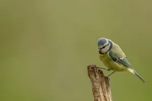 Green Background Prints: UK, Norfolk, Blue Tit (Purus caeruleus) on tree branch