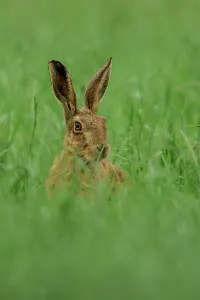 Hare Prints: UK, Norfolk, Brown European Hare (Lepus europaeus) isolated head shot in grass field location