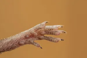 UK, Norfolk, Close up of front foot and claws of Common Vole (Microtus arvalis)