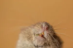 High Section Prints: UK, Norfolk, Close-up of Common Vole (Microtus arvalis)