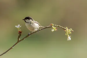 Cherry Blossom Prints: UK, Norfolk, Coal Tit (Parus aer) perching on cherry blossom twig