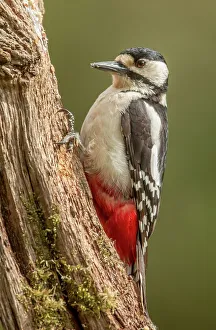 Green Background Prints: UK, Norfolk, Great Spotted Woodpecker (Dendriocopos major) on tree trunk