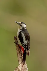 Green Background Prints: UK, Norfolk, Great Spotted Woodpecker (Dendrocopos major) on branch