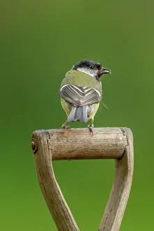 Green Background Prints: UK, Norfolk, Great Tit (Parus major) garden fork handle