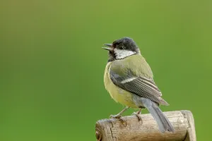 Green Background Prints: UK, Norfolk, Great Tit (Parus major) garden fork handle