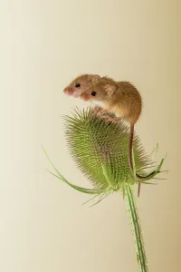 Balancing Prints: UK, Norfolk, Harvest Mice (Micromys minutus) on teazel