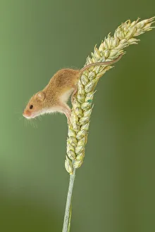 Balancing Prints: UK, Norfolk, Harvest Mouse (Micromys minutus) on Barley stalk