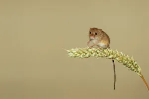 Balancing Prints: UK, Norfolk, Harvest Mouse (Micromys minutus) on Barley stalk