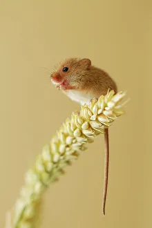 Balancing Prints: UK, Norfolk, Harvest Mouse (Micromys minutus) on Barley stalk