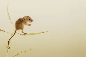 Balancing Prints: UK, Norfolk, Harvest Mouse (Micromys minutus) on rape seed stalk