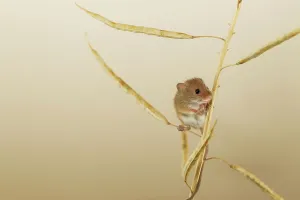 Balancing Prints: UK, Norfolk, Harvest Mouse (Micromys minutus) on rape seed stalk