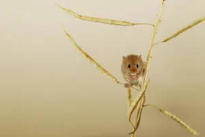 Balancing Prints: UK, Norfolk, Harvest Mouse (Micromys minutus) on rape seed stalk